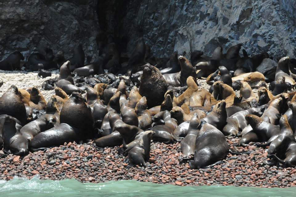 Ballestas Islands Tour