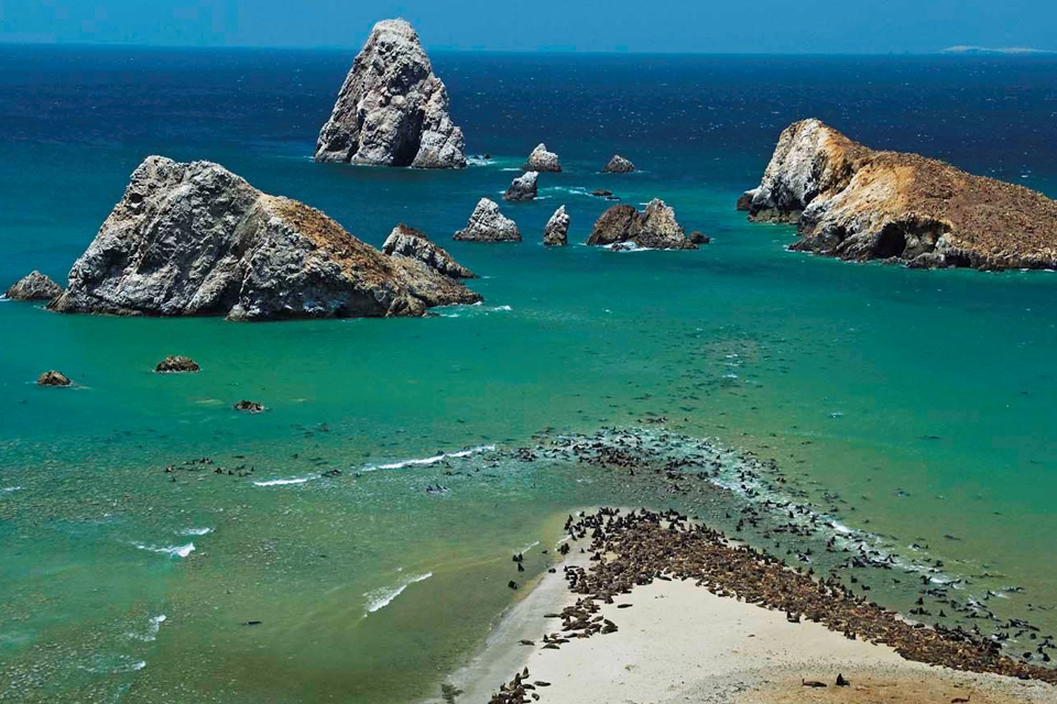 Ballestas Islands & Paracas Reserve Tour