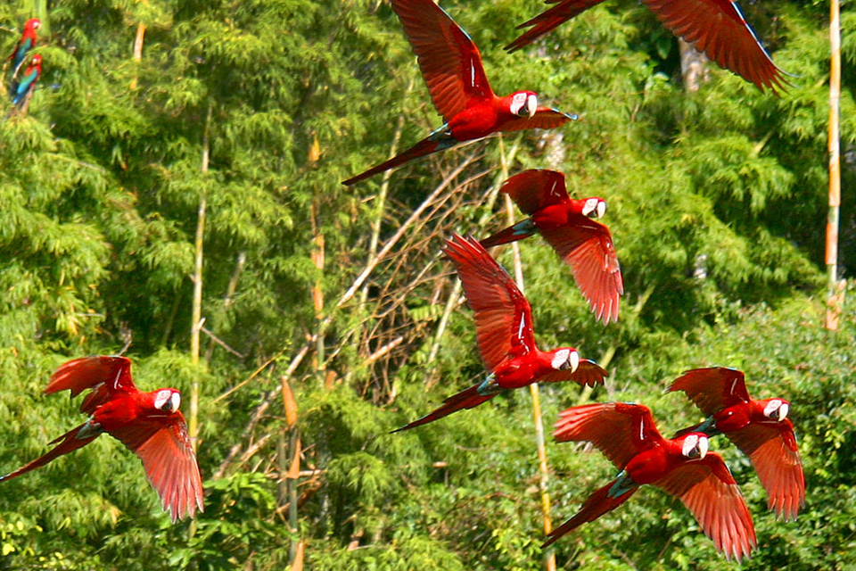 4-Day Tambopata Amazon Rainforest Tour