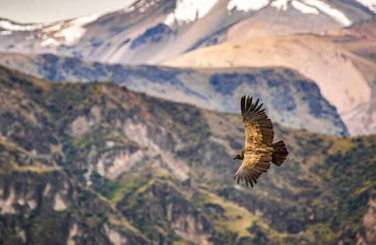 Colca Canyon Overnight Tour