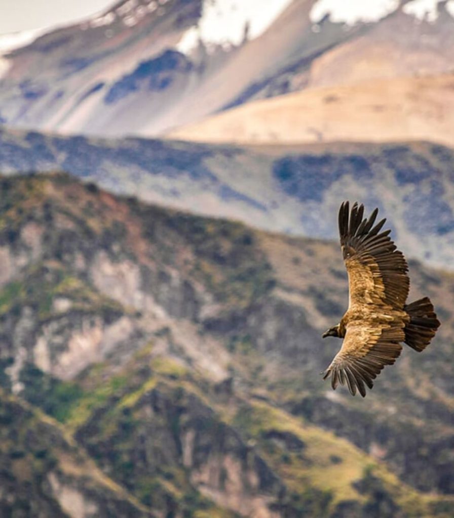 Colca 18